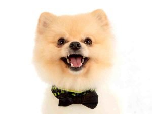 Pomeranian dog breed information guide 1 Pomeranian dog breed information guide